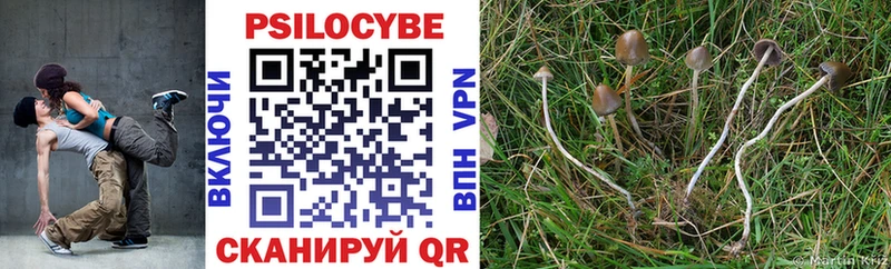 Галлюциногенные грибы Psilocybe  Бугуруслан 